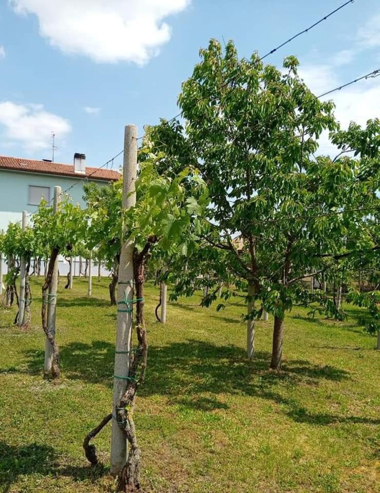 La Cjase Di Pieri E Vilme Bed & Breakfast Udine Bagian luar foto